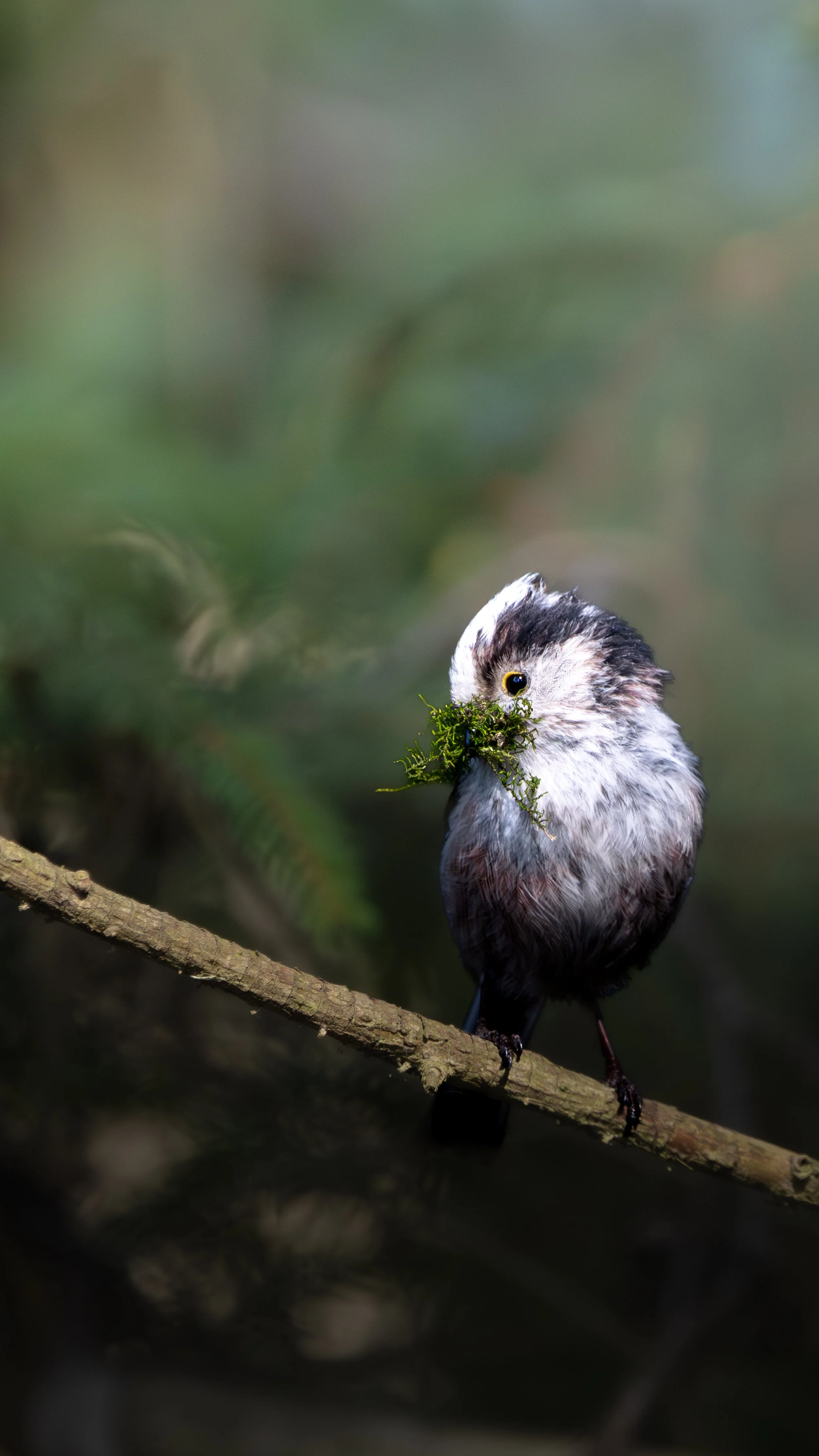 Ein kleiner Vogel sitzt auf einem Ast und trägt Moos im Schnabel, und posiert süß in die Kamera.