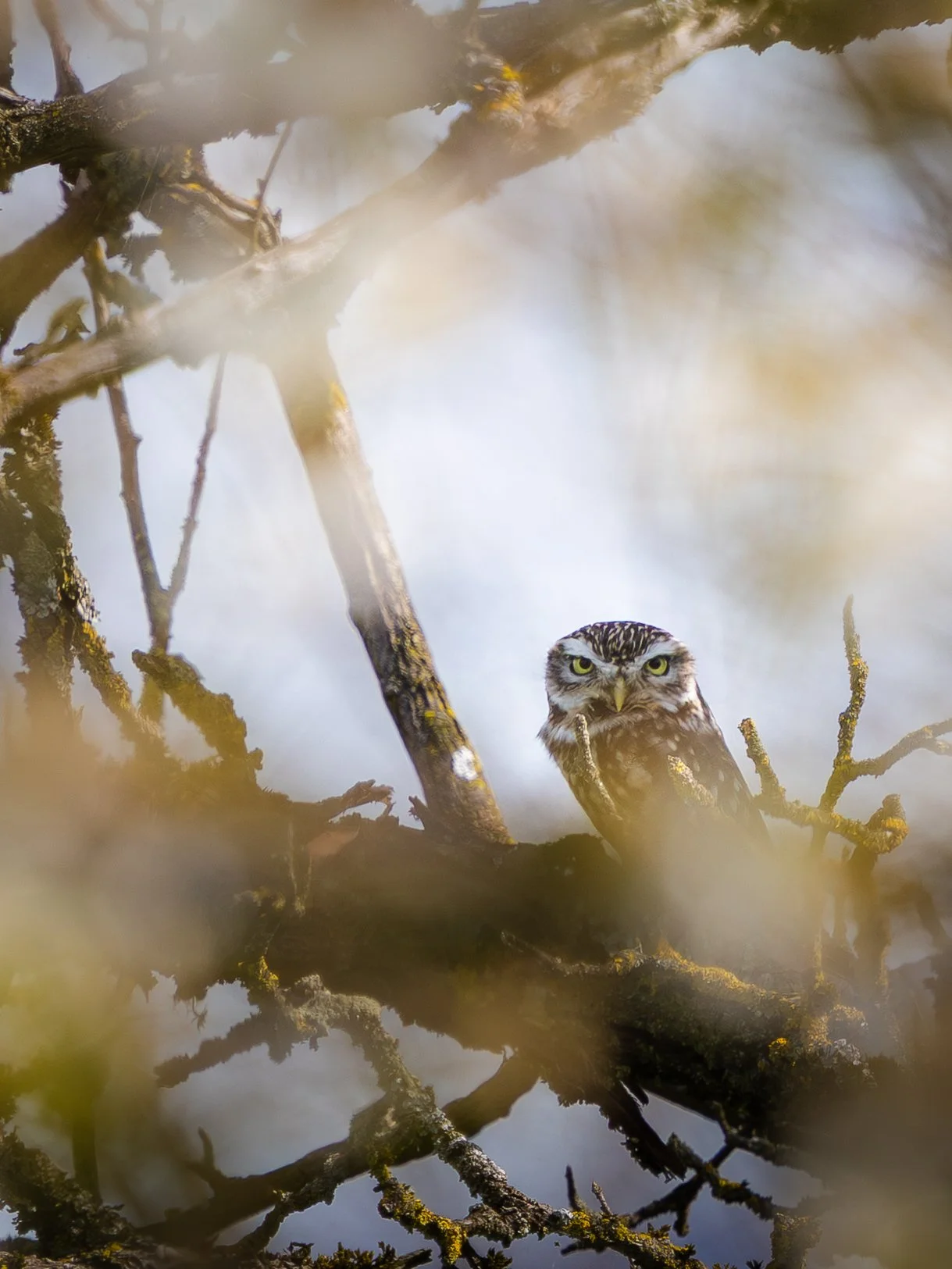 Eule versteckt sich zwischen Baumzweigen, mit nur ihrem Kopf sichtbar, umgeben von Flechten und Moos, in einer Baumkrone bei Tageslicht.