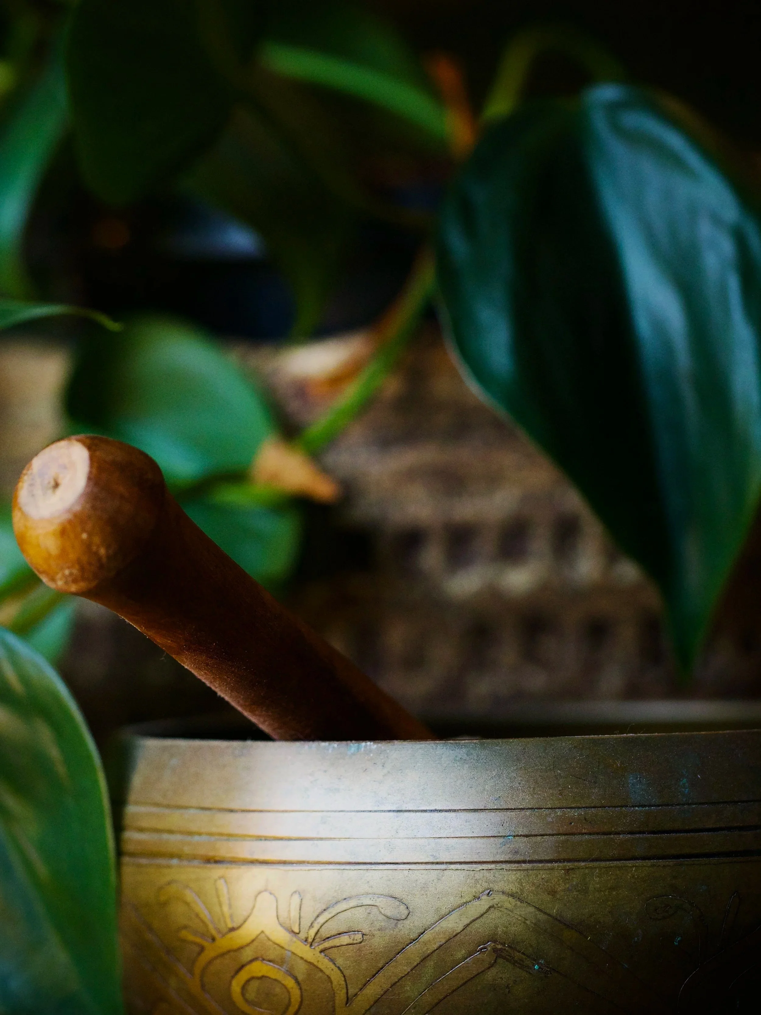 Close-up of a green plant with dark leaves and a wooden stick with a rounded tip, placed on a surface with some engraved patterns and the word 'love' partially visible.