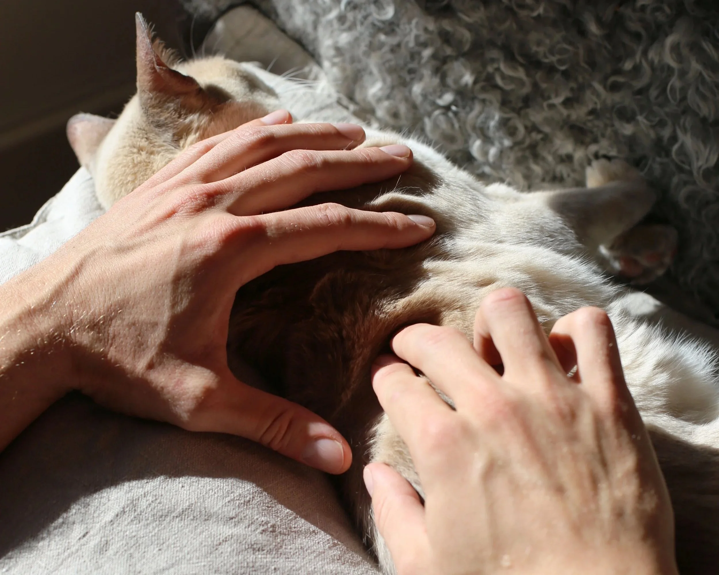 Nahaufnahme von einer Hand, die einen Hund streichelt, auf einem weichen, braunen und weißen Fell. Im Hintergrund sind die Konturen des Hundes sichtbar.