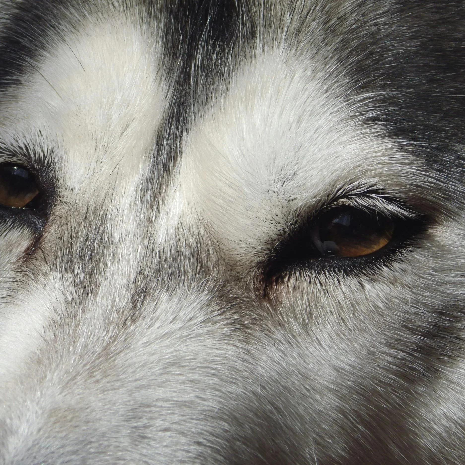 Naturheilkunde für Hund, Behandlung von Verdauungsproblemen, Angst, Aggression, Erbrechen, Arthrose, Schmerzen, Allergie
