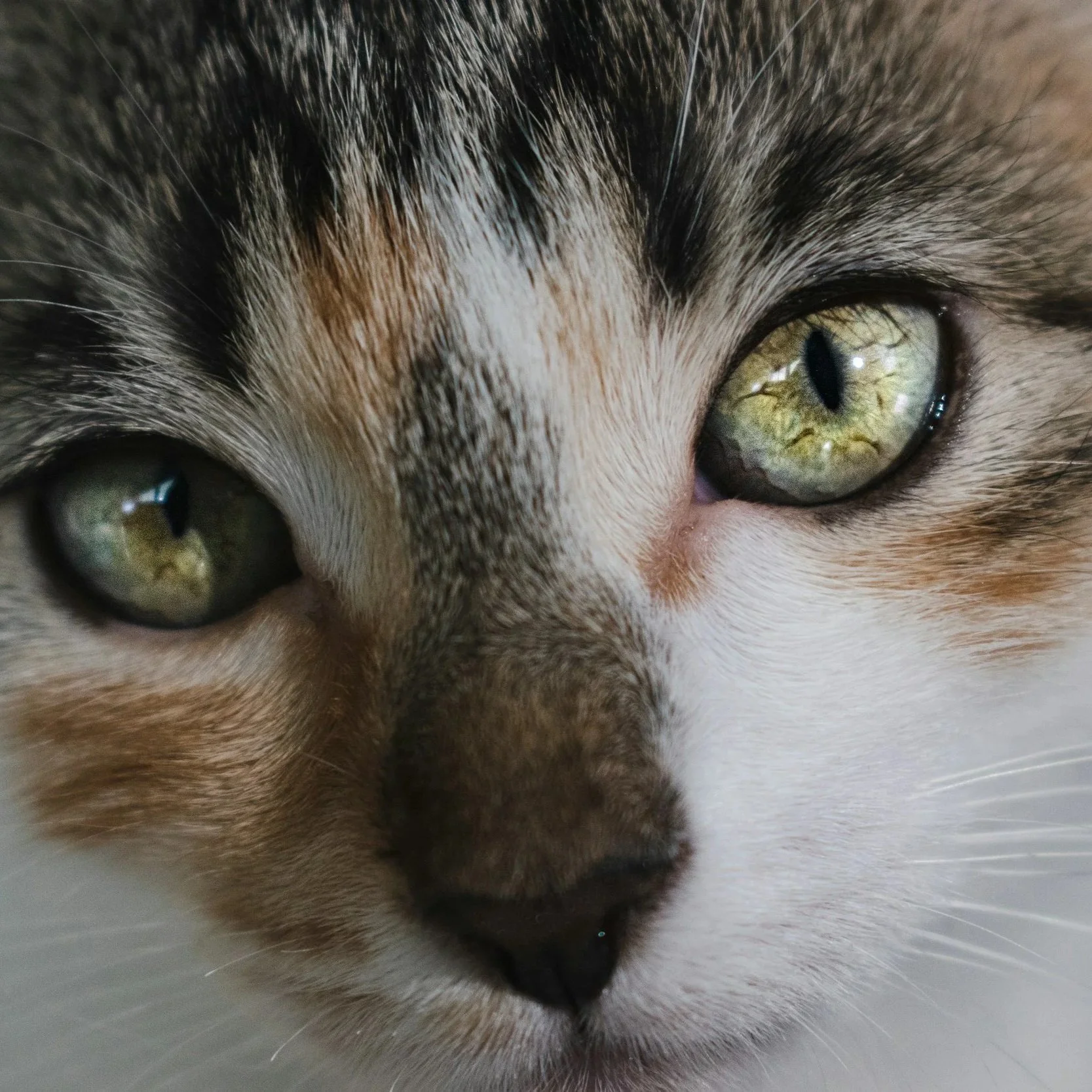 Naturheilkunde für Katzen, Behandlung von Verdauungsproblemen, Urinieren, Markieren, Kratzen, Erbrechen, Arthrose, Schmerzen, Allergie