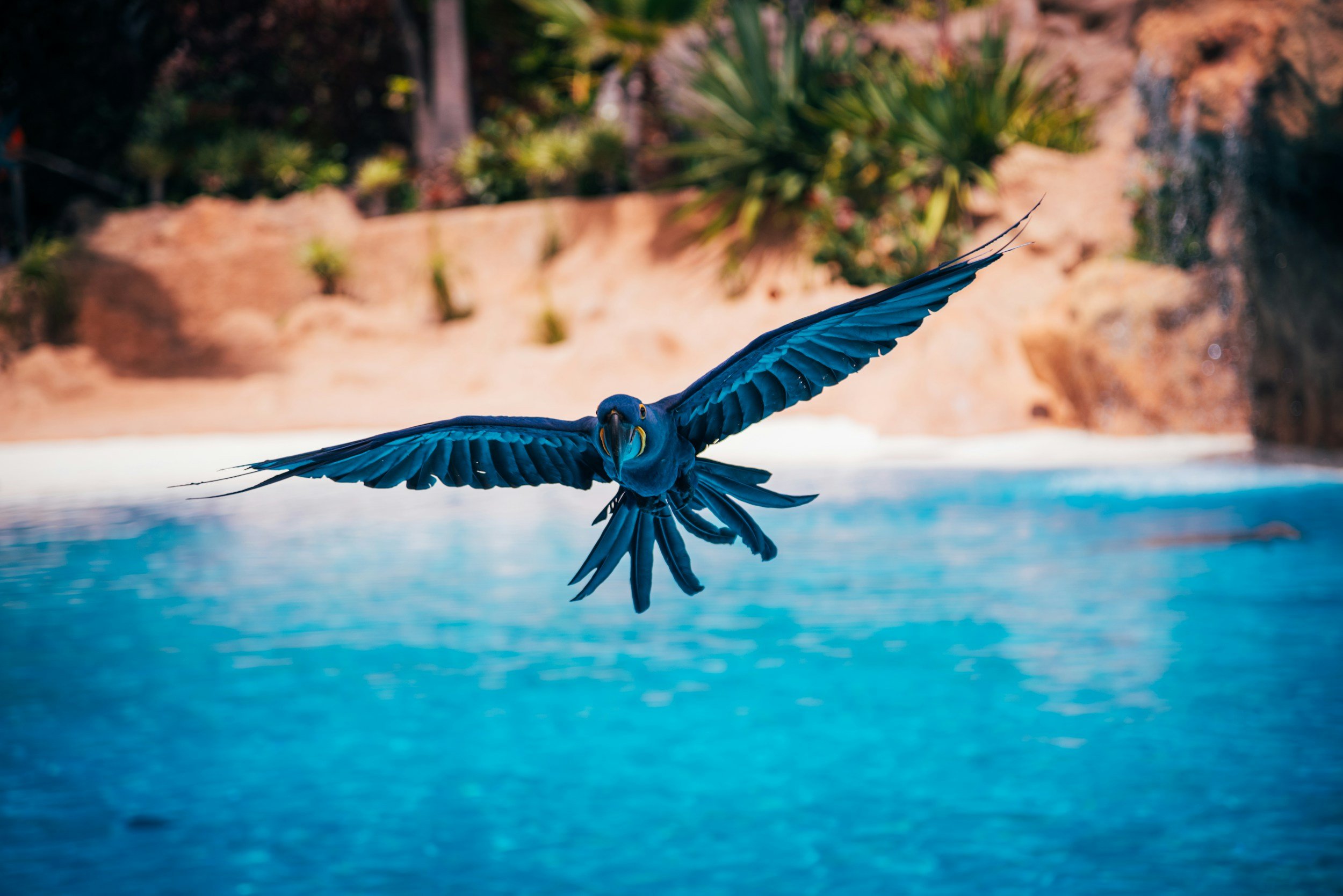 Luxury Brazil Safari Guide