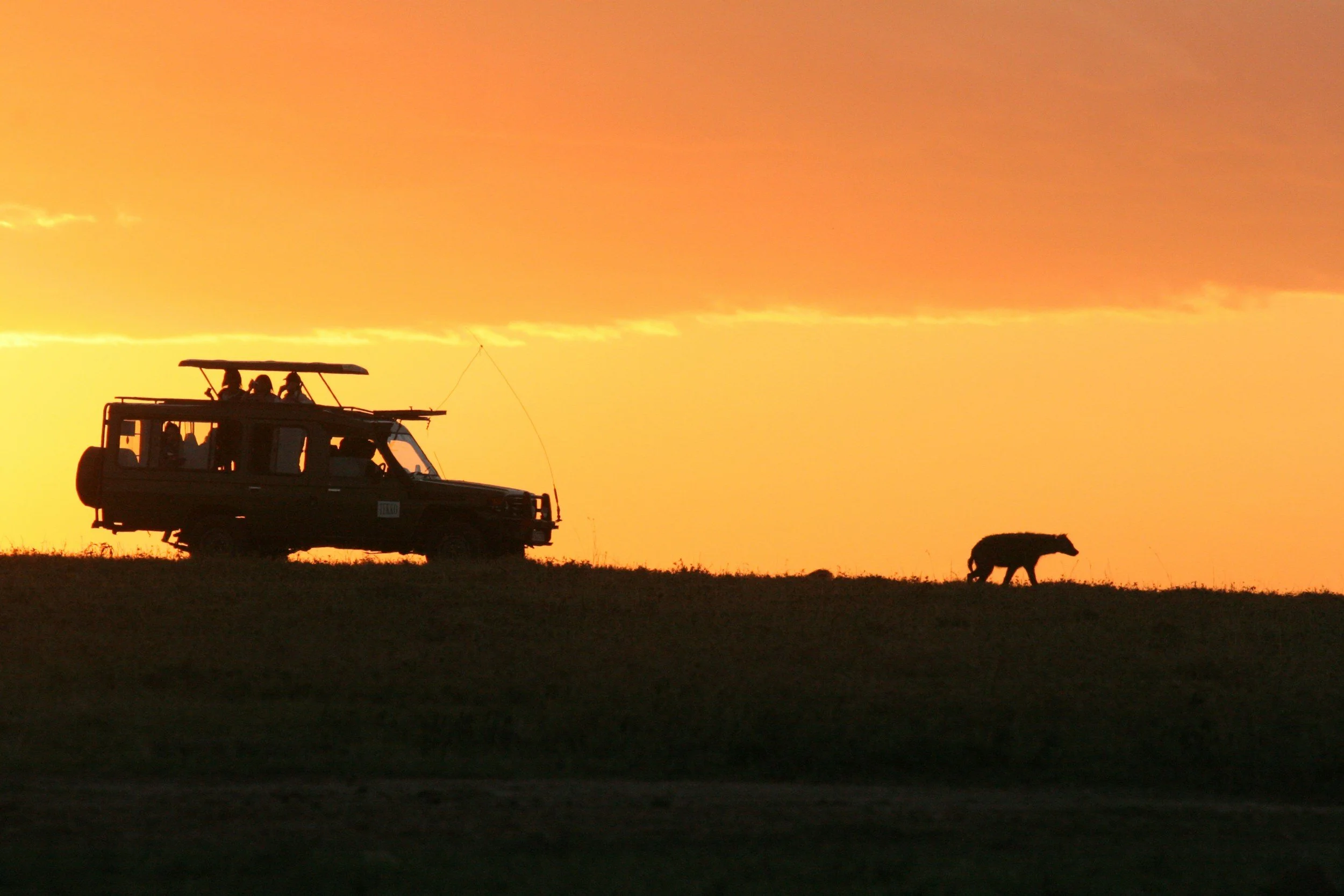 High-Stakes Safari