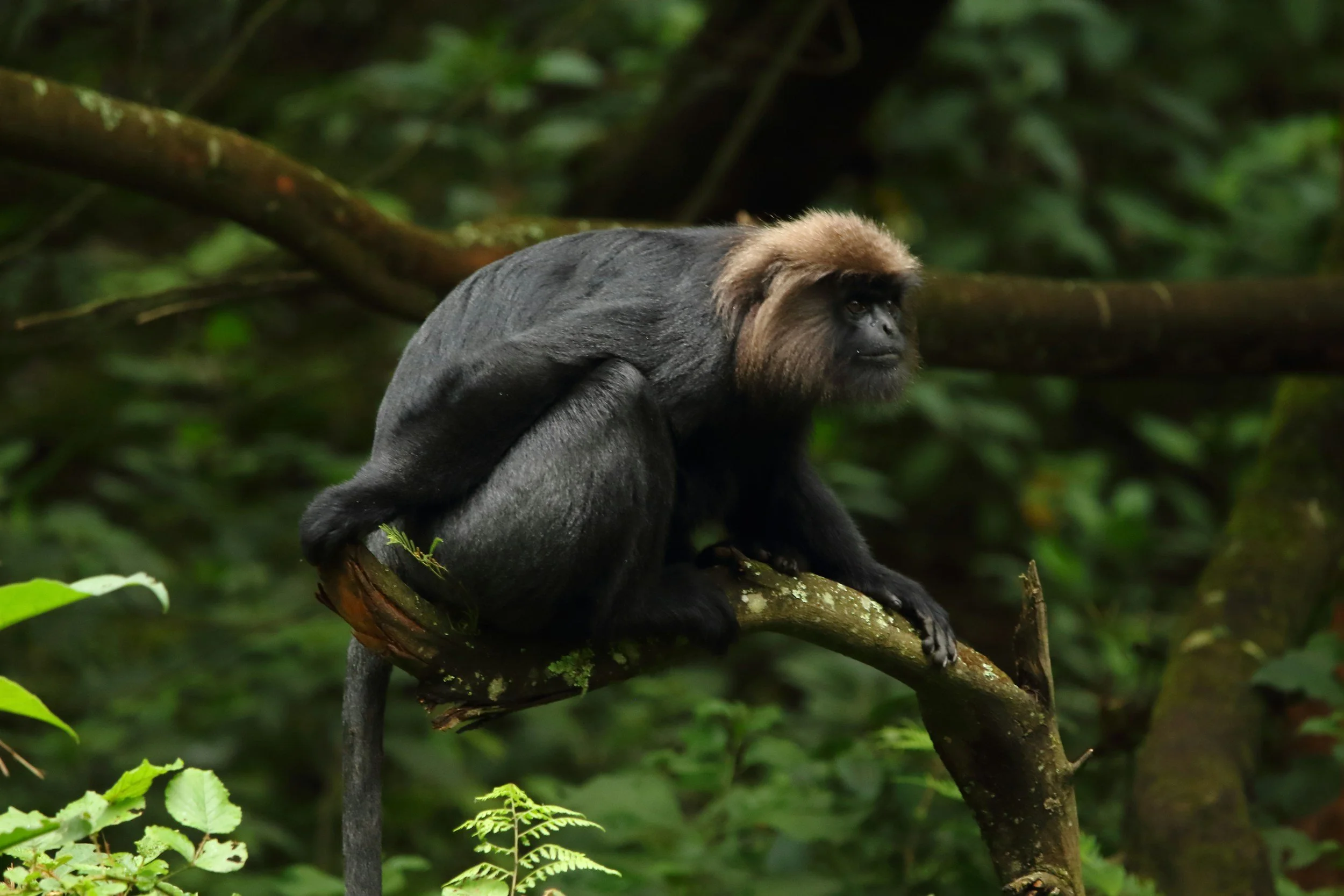 Trek the Canopy