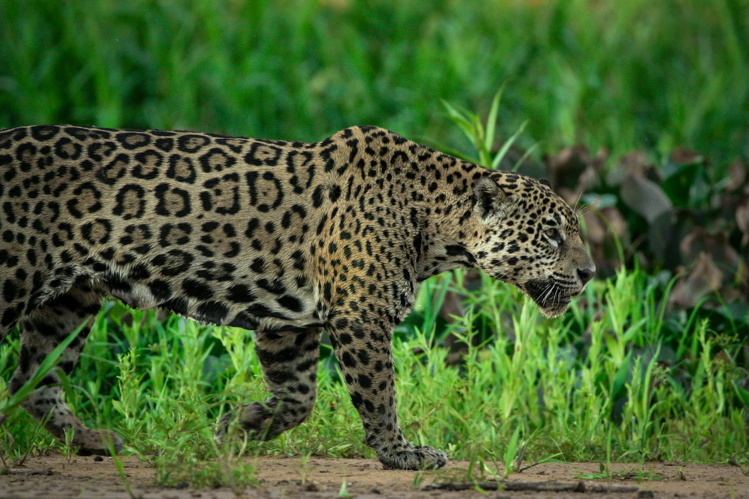 Jaguar Tracking in Brazil - Hyperport DMC