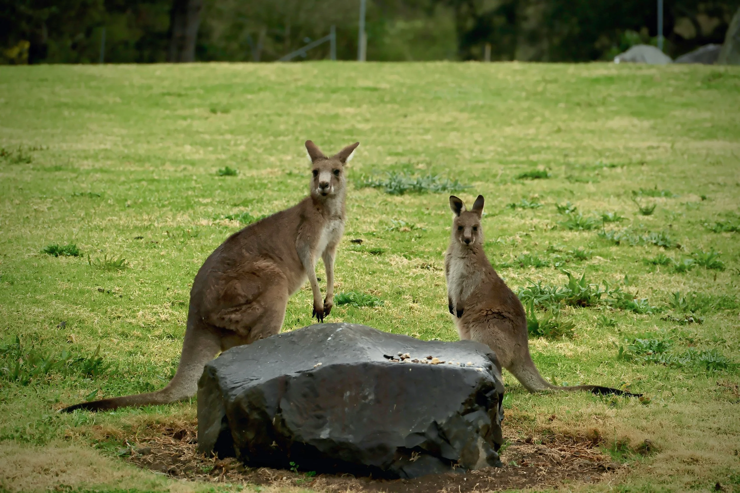 Australia & Oceania