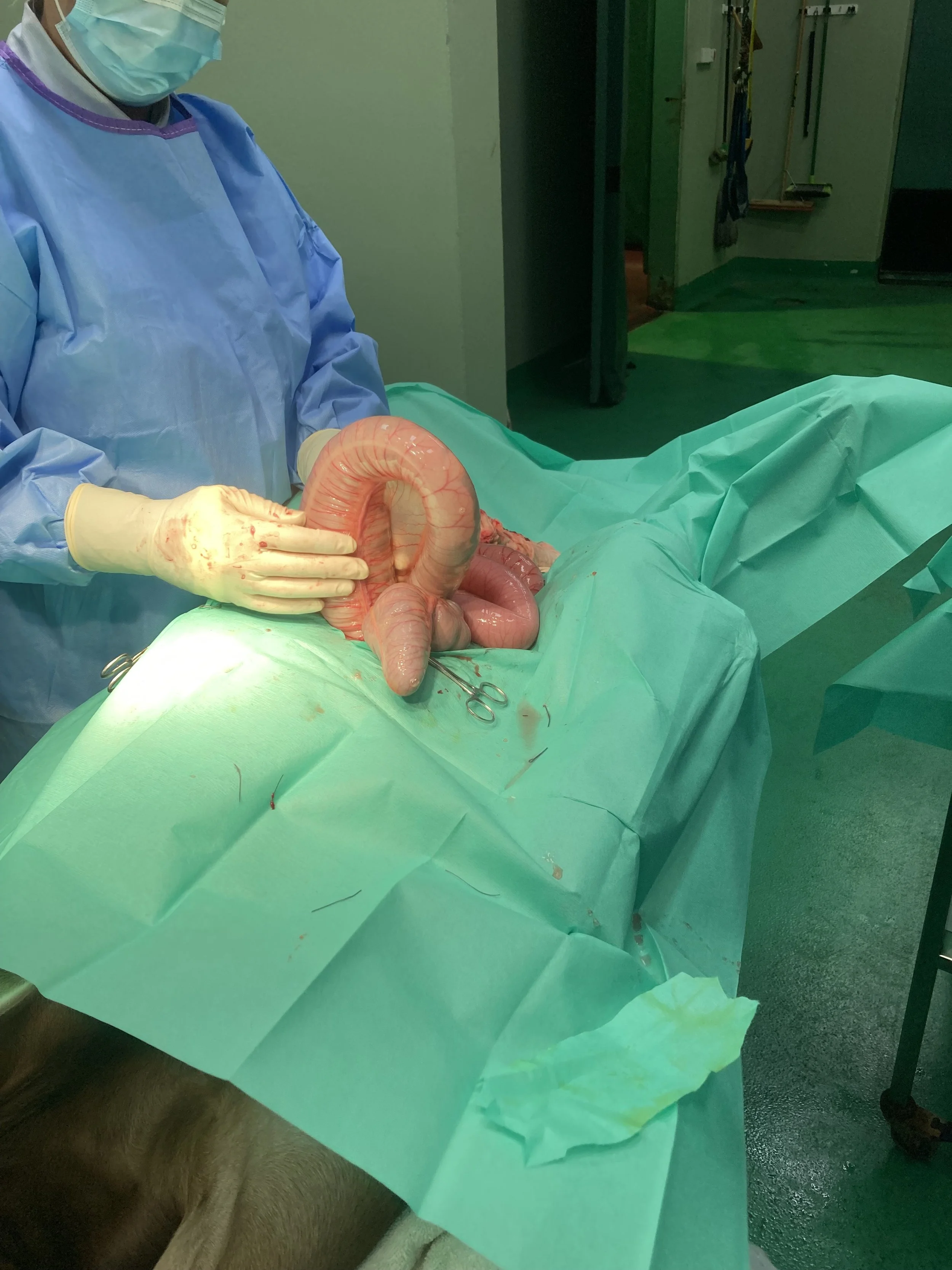 Veterinary surgeon holding section of distended intestine