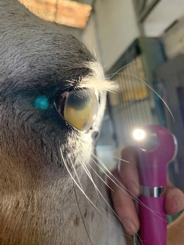 Close-up of a black and white cat's face, showing part of its eye and whiskers, with a human holding a pink flashlight close to its face.
