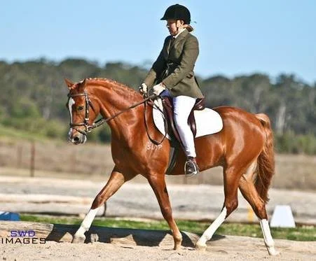 Person riding a chestnut horse during a dressage event outside.