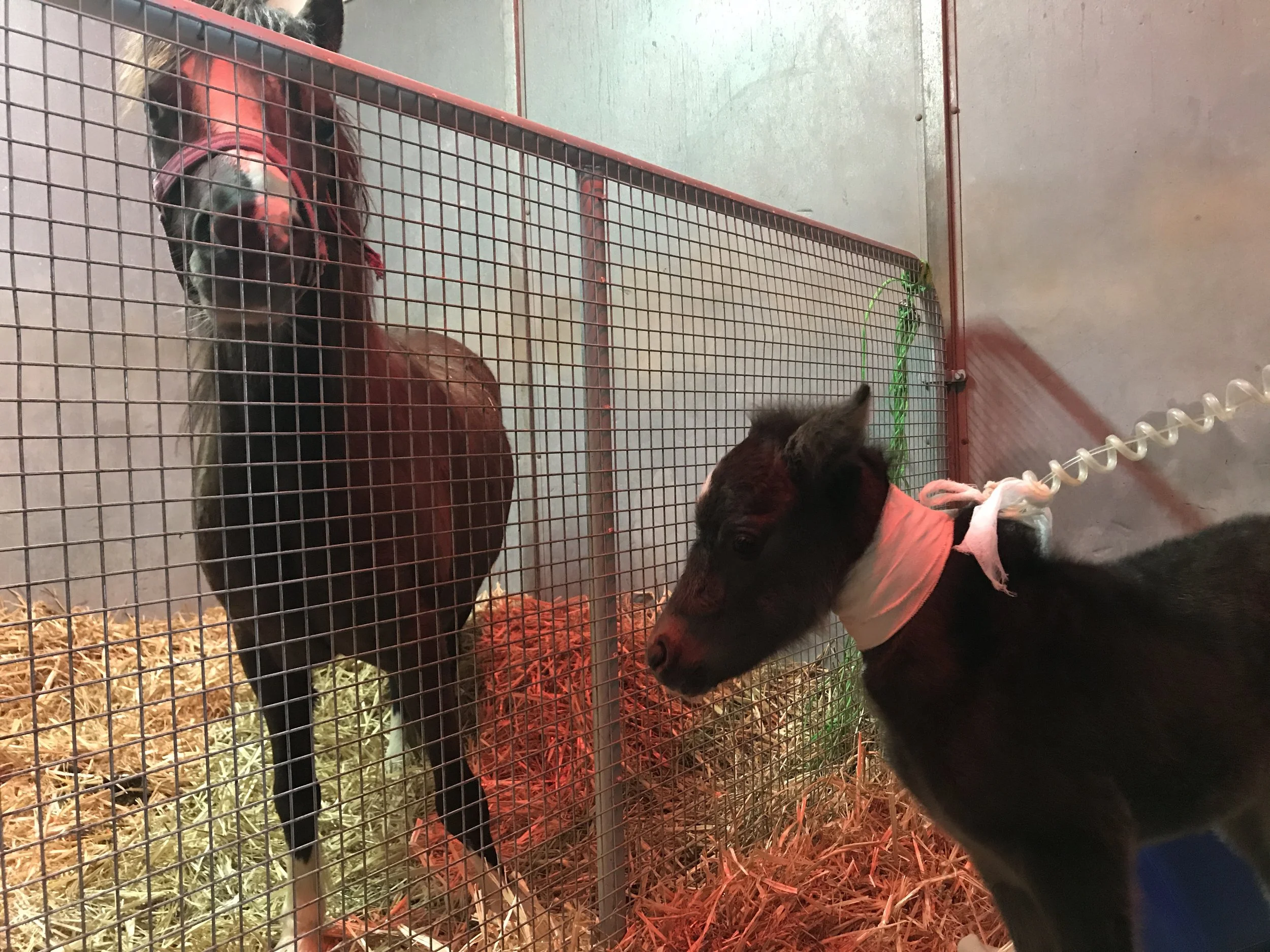 A horse wearing a red halter behind a wire fence, with a foal in intensive care