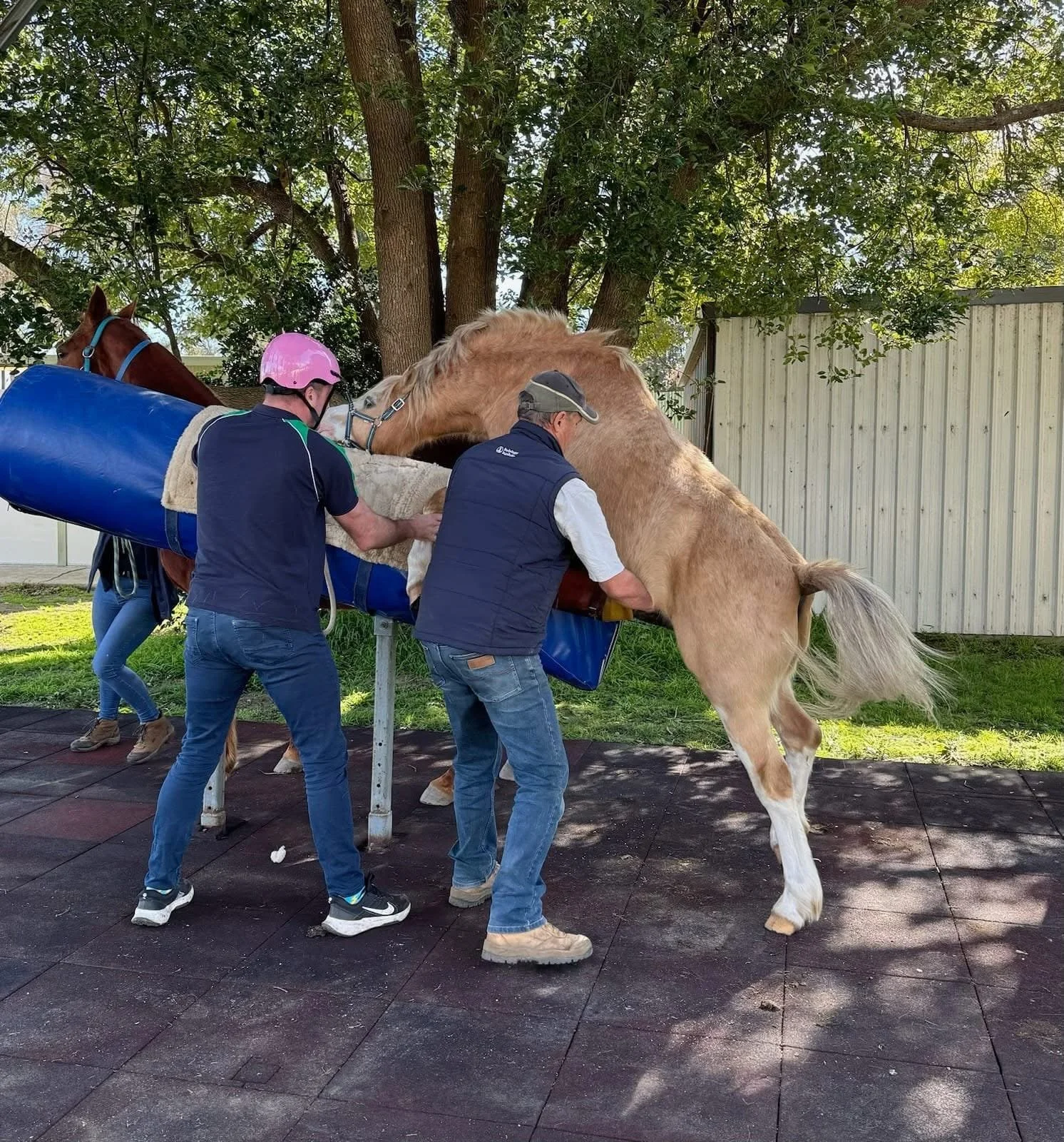 Artificial collection of a stallion. The foal is a palomino with a golden coat and white legs. There are trees and a fence in the background.