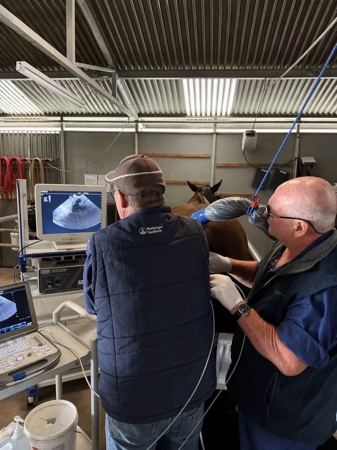 Veterinarians performing an ultrasound exam on a horse in a stable
