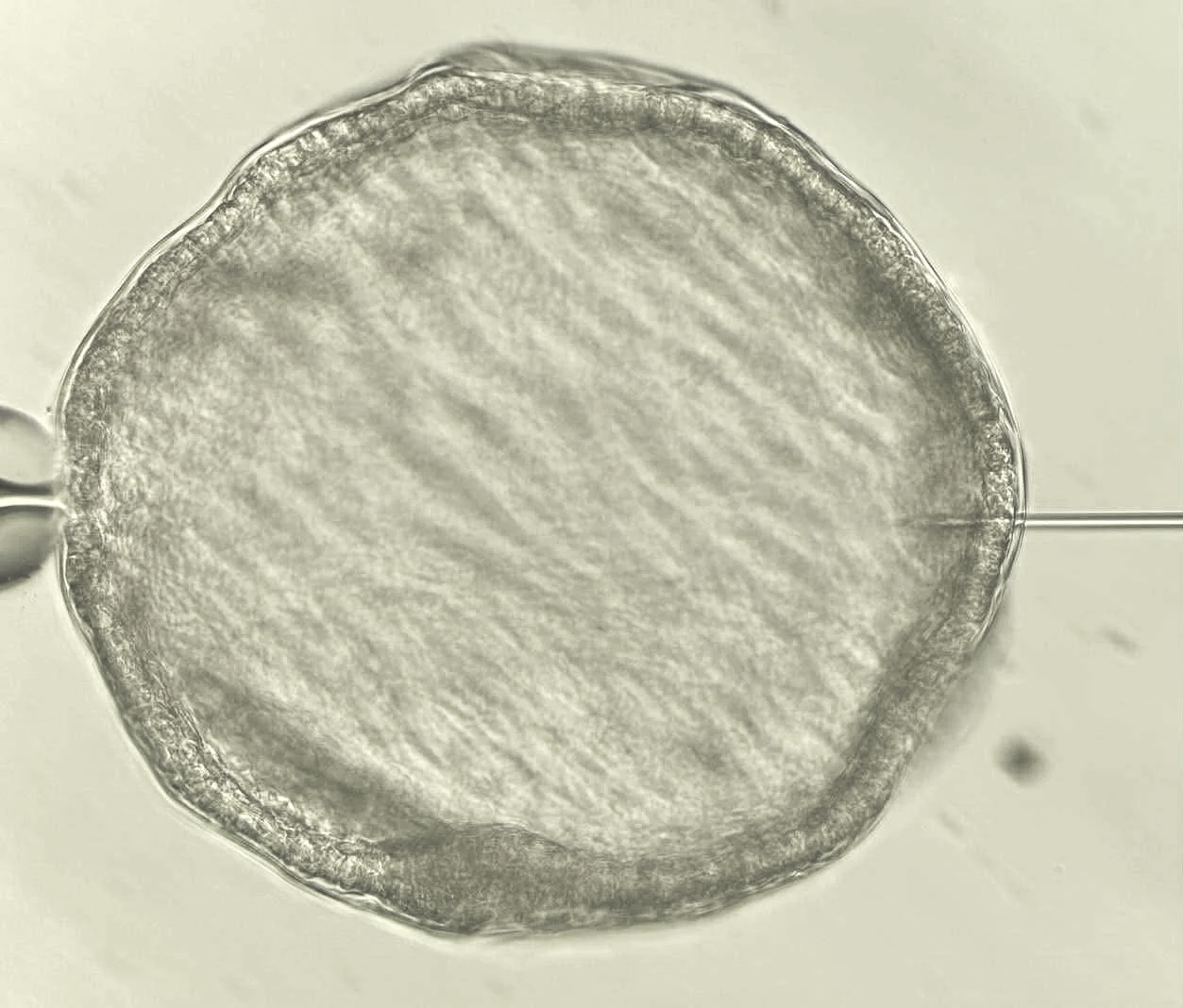 Microscope image of a horse embryo being collapsed with a micro manipulator ready for vitrification