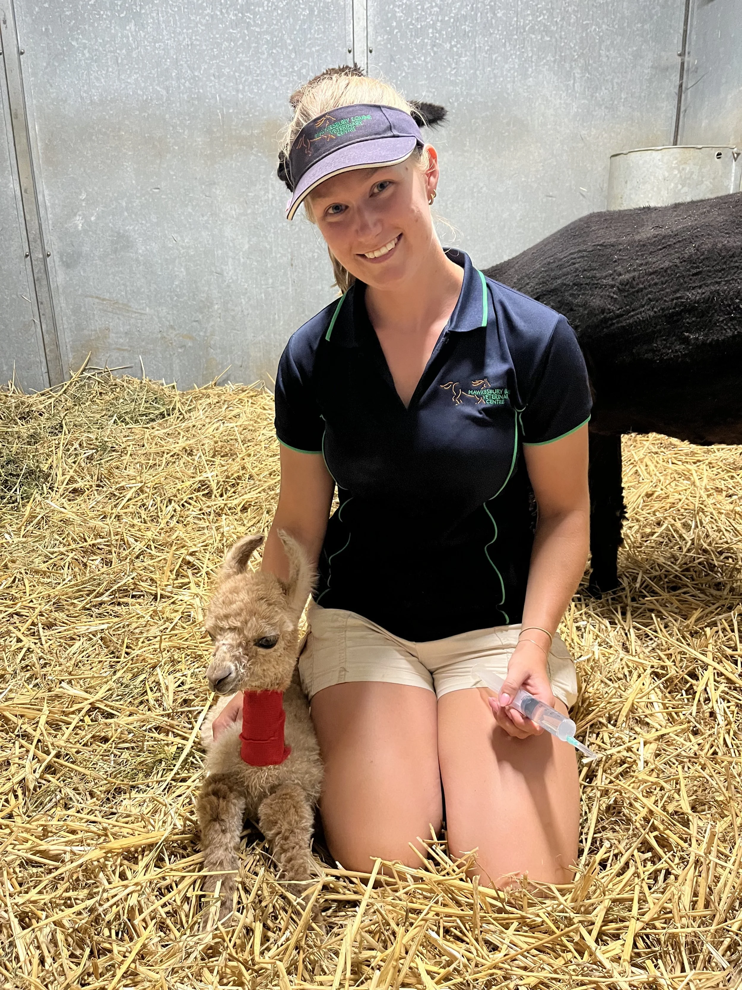 A young woman kneeling on straw bedding in a barn, feeding a small alpaca with a syringe. She is wearing a navy blue polo shirt with green accents and a sun visor. The alpaca has a red bandage on its leg and is sitting next to her.