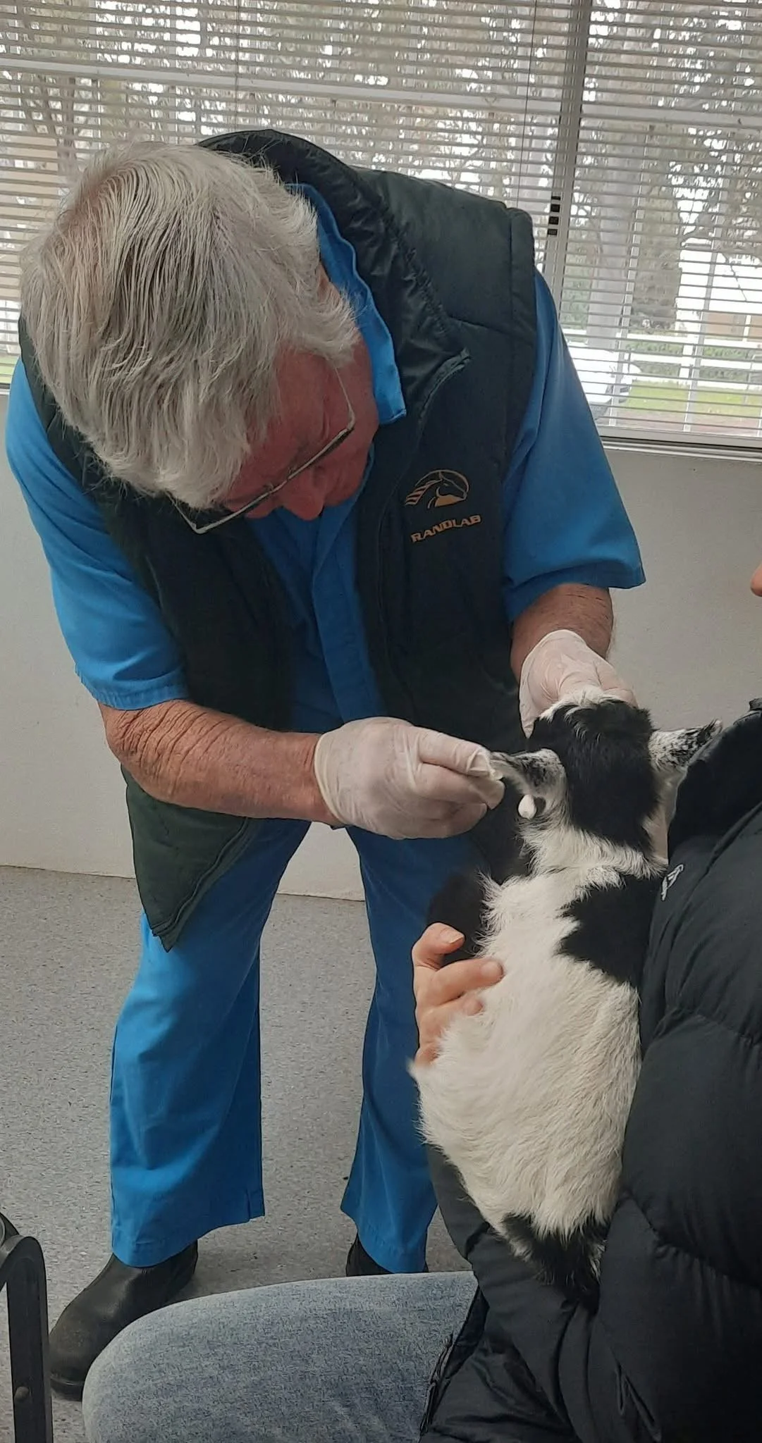 A veterinarian examining a small black and white goat. The veterinarian wears a black vest over a blue uniform and gently handles the goat, while a person in a black jacket holds the goat