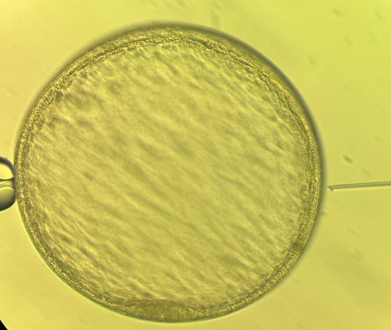 Close-up of a horse embryo in a laboratory setting, viewed under a microscope.