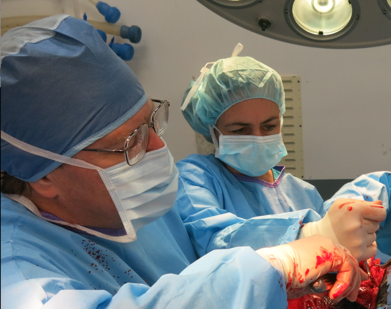 Two surgeons in operating room performing surgery, wearing surgical gowns, masks, and gloves, with surgical lights overhead.