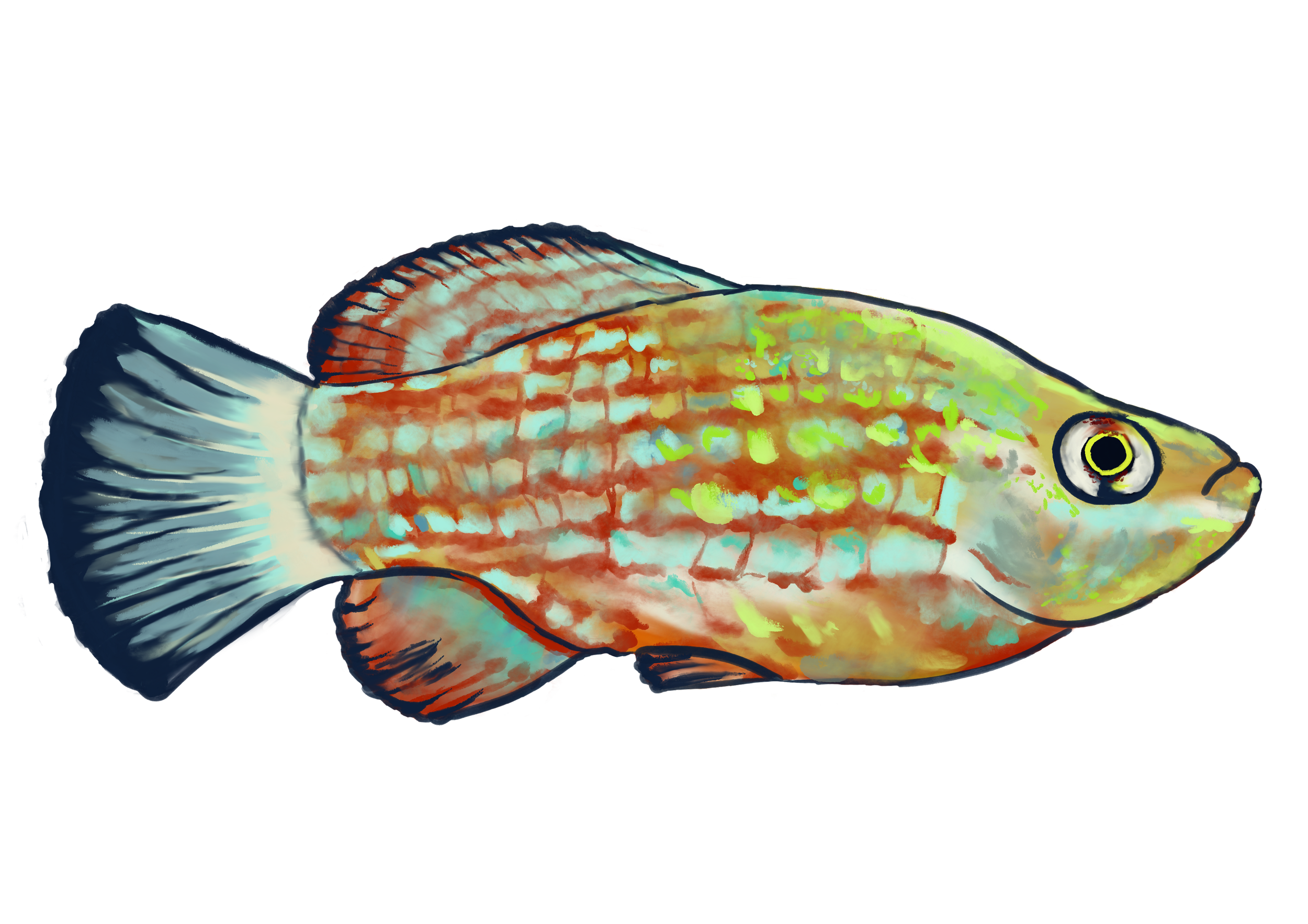 A4_American_Flag_Fish.png
