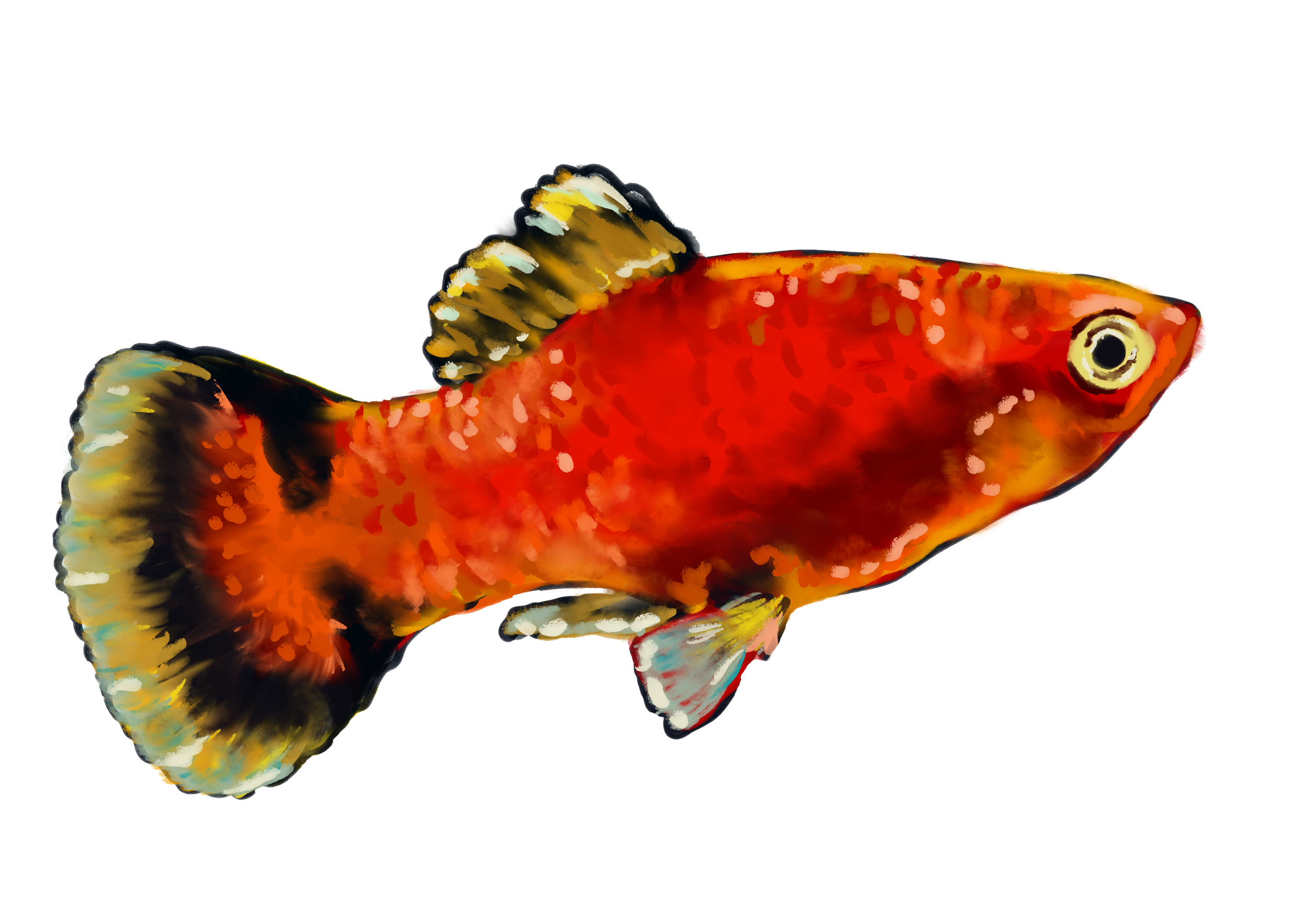 A4 Red Wagtail Platy Fish .png