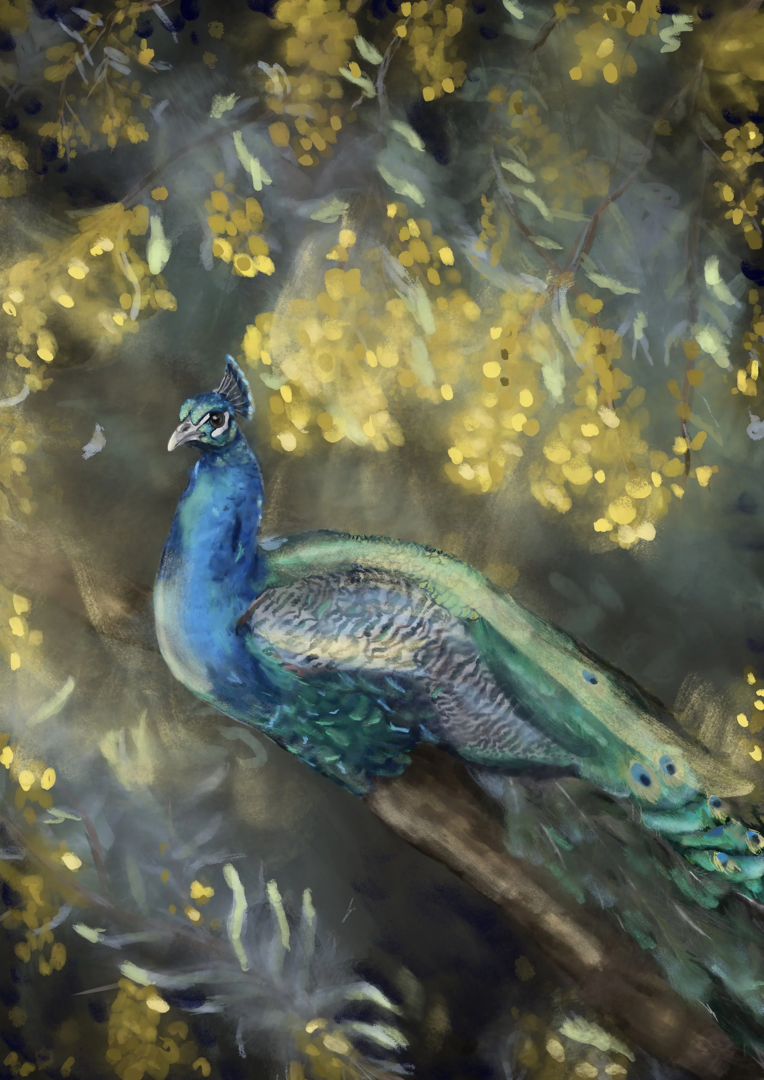 Peacock_Wattle 4 .jpg