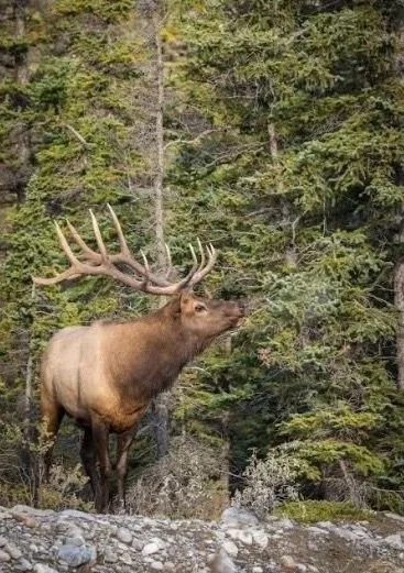 A large elk with impressive antlers standing on rocky terrain near a dense forest of pine trees.
