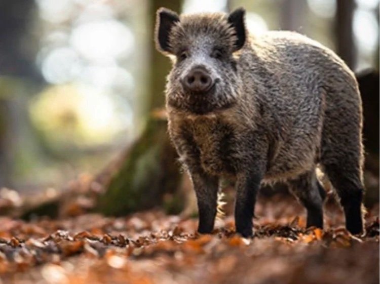 A wild boar standing on a forest floor covered with fallen leaves, with a blurred background of trees and sunlight filtering through.