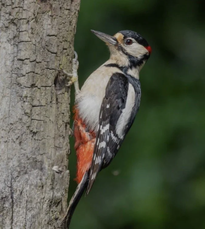 Woodpecker bird perched on tree trunk with black, white, red, and cream plumage