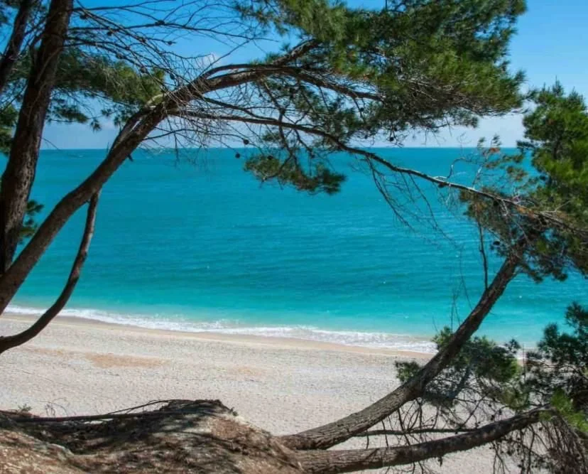 View of a sandy beach through tree branches with green foliage, overlooking turquoise ocean water under a clear blue sky.