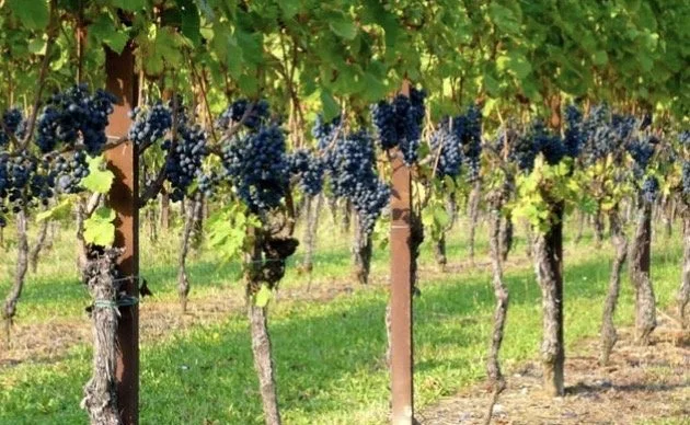 Rows of grapevines with ripe purple grapes hanging from the vines in a vineyard.