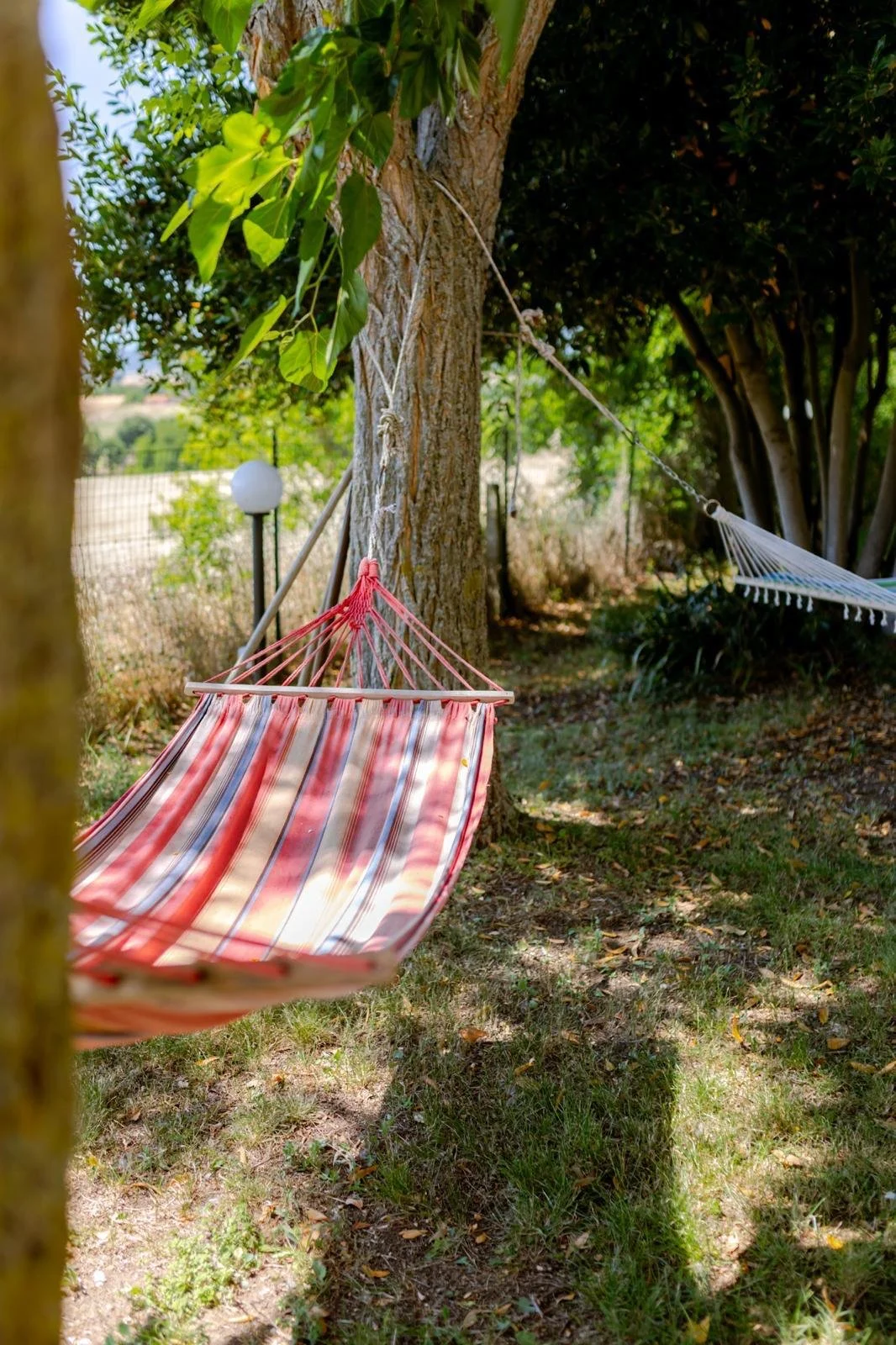 Two hammocks, one striped pink and white, the other white, hanging between trees in a shaded backyard with grass and bushes.