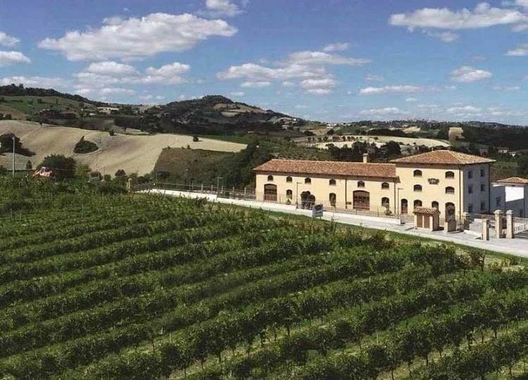 A scenic view of vineyards in the foreground, a beige building with a red tiled roof in the middle ground, and rolling hills and a partly cloudy sky in the background.