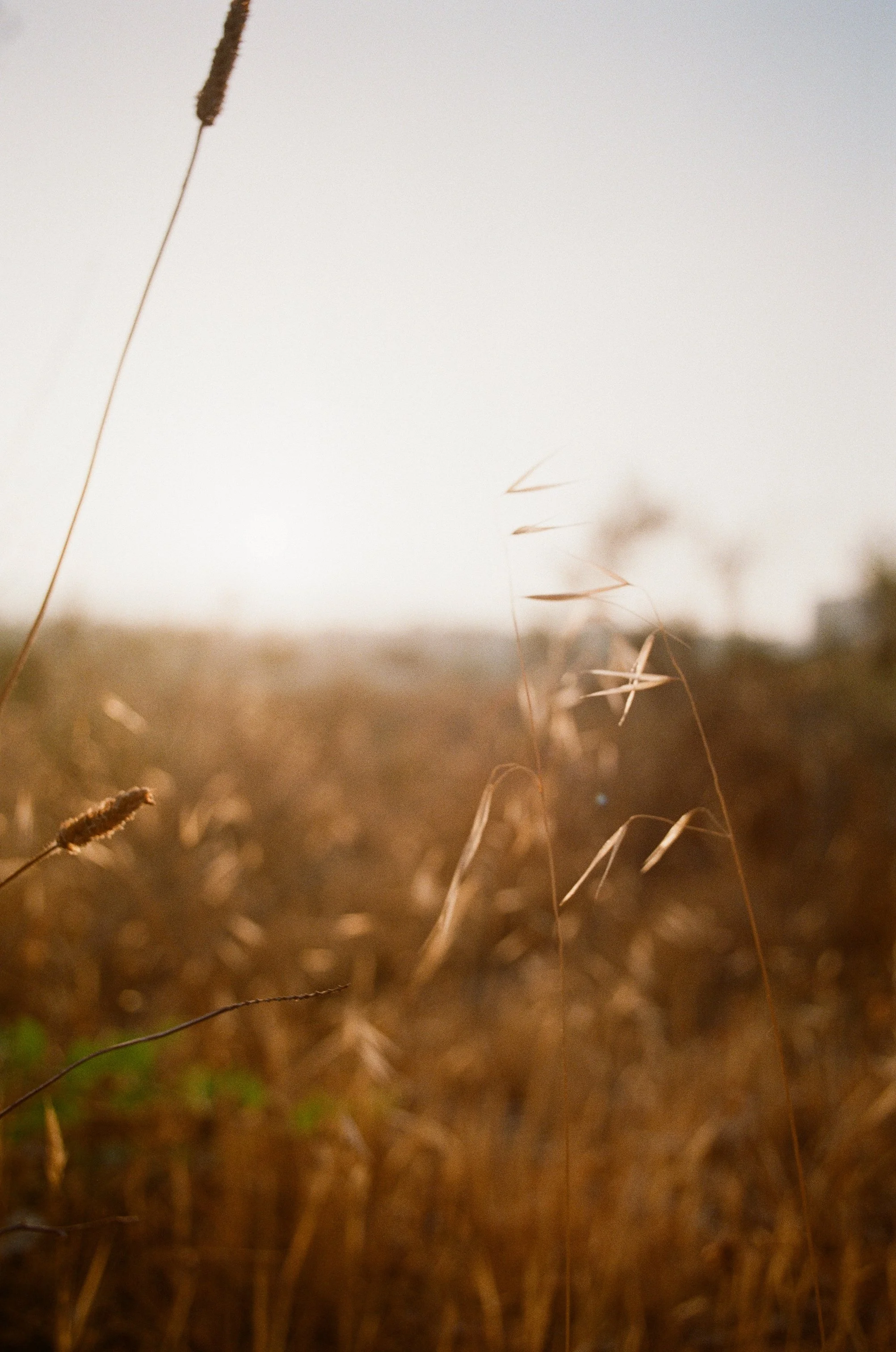 Nahaufnahme von trockenem Gras und Pflanzen im Sonnenlicht.