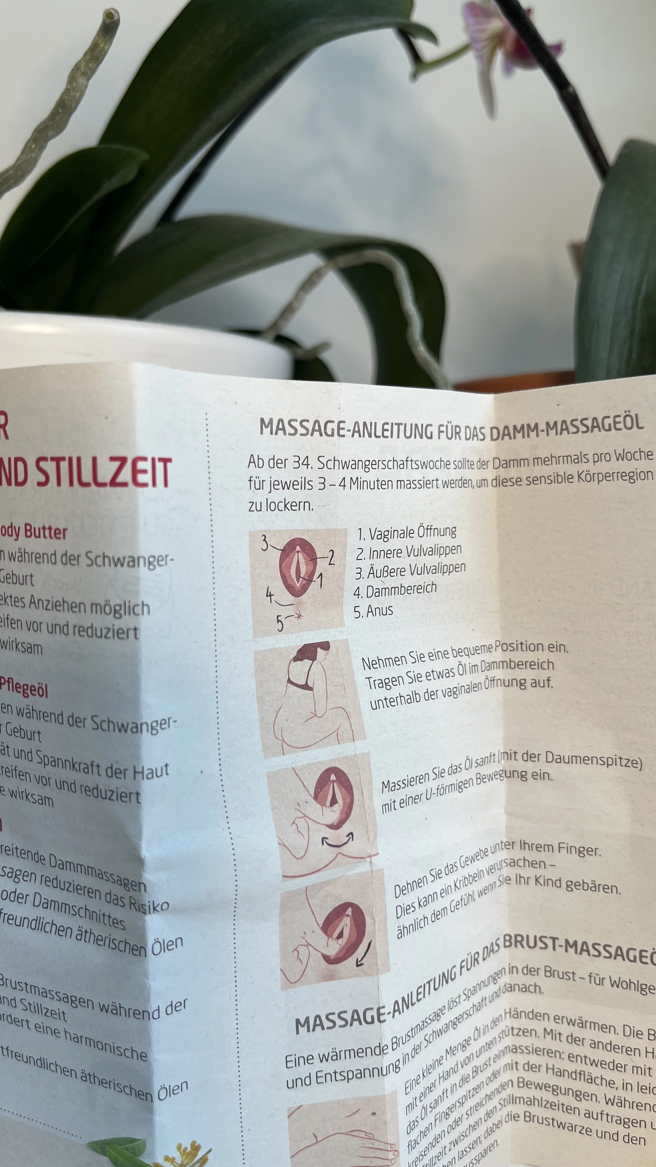Anleitung für eine Damm-Massage während der Schwangerschaft, mit Diagramm und Text auf Deutsch.