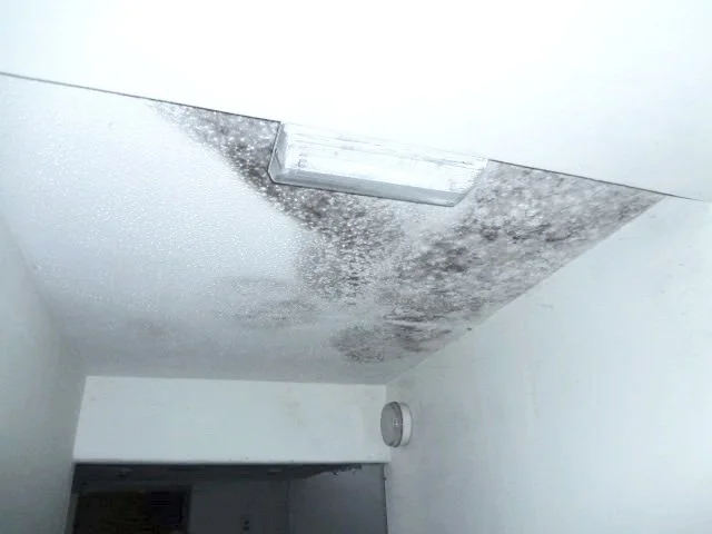 Condensation_Black_Mould_Surveys
