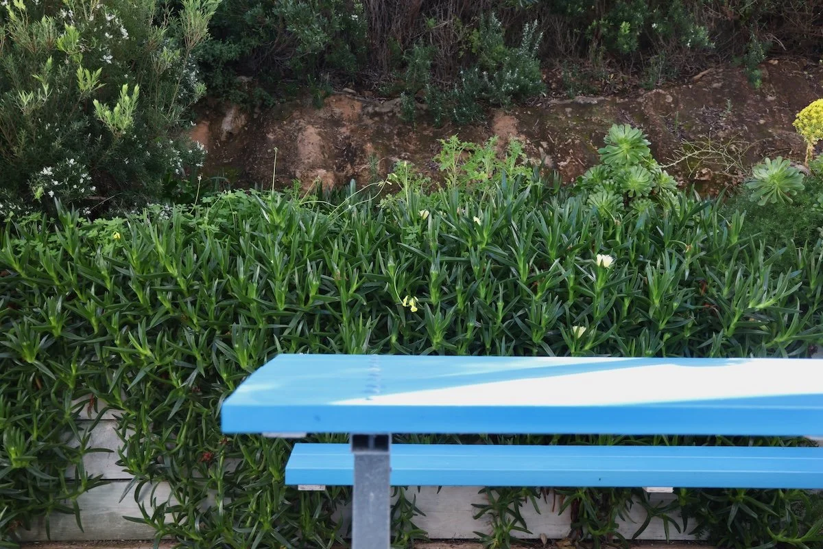 Blue wooden bench in front of dense green bushes and plants along a garden bed.
