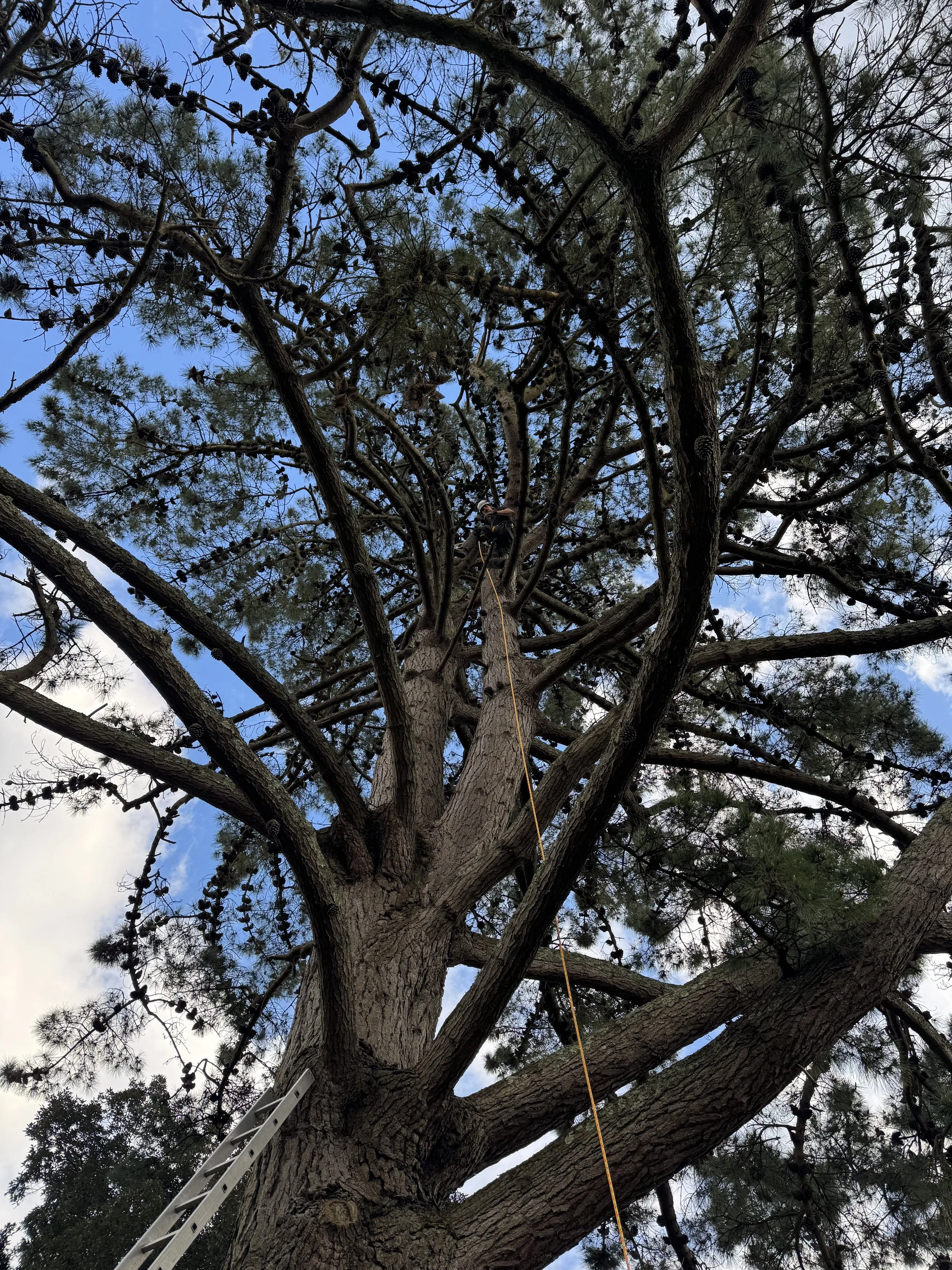A person is climbing a tall pine tree using a harness and rope. A ladder is leaning against the tree near the trunk. The sky is partly cloudy with blue patches and white clouds.