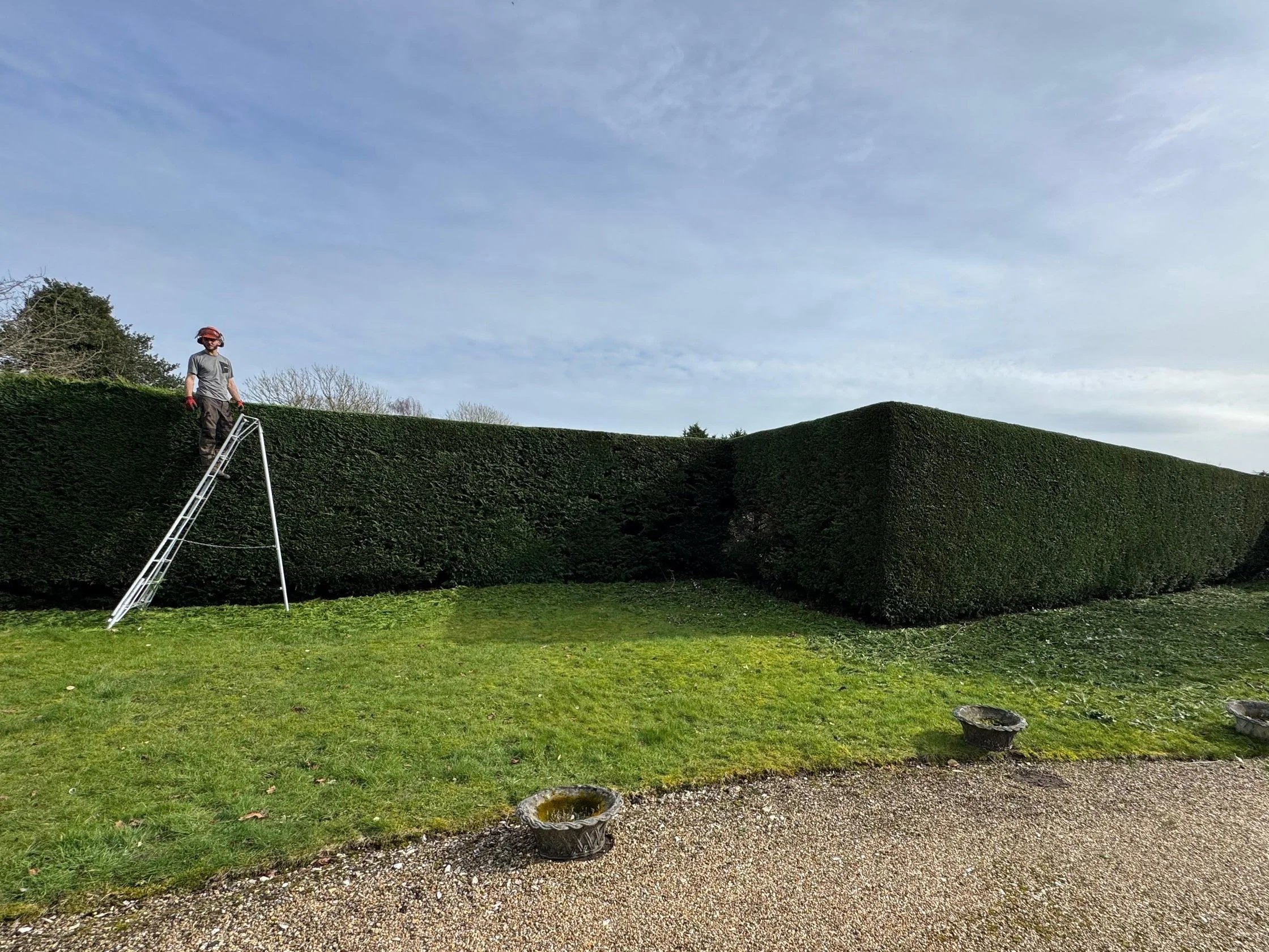A person standing on a ladder trimmed a tall, thick, rectangular shrub in a garden under a cloudy sky.