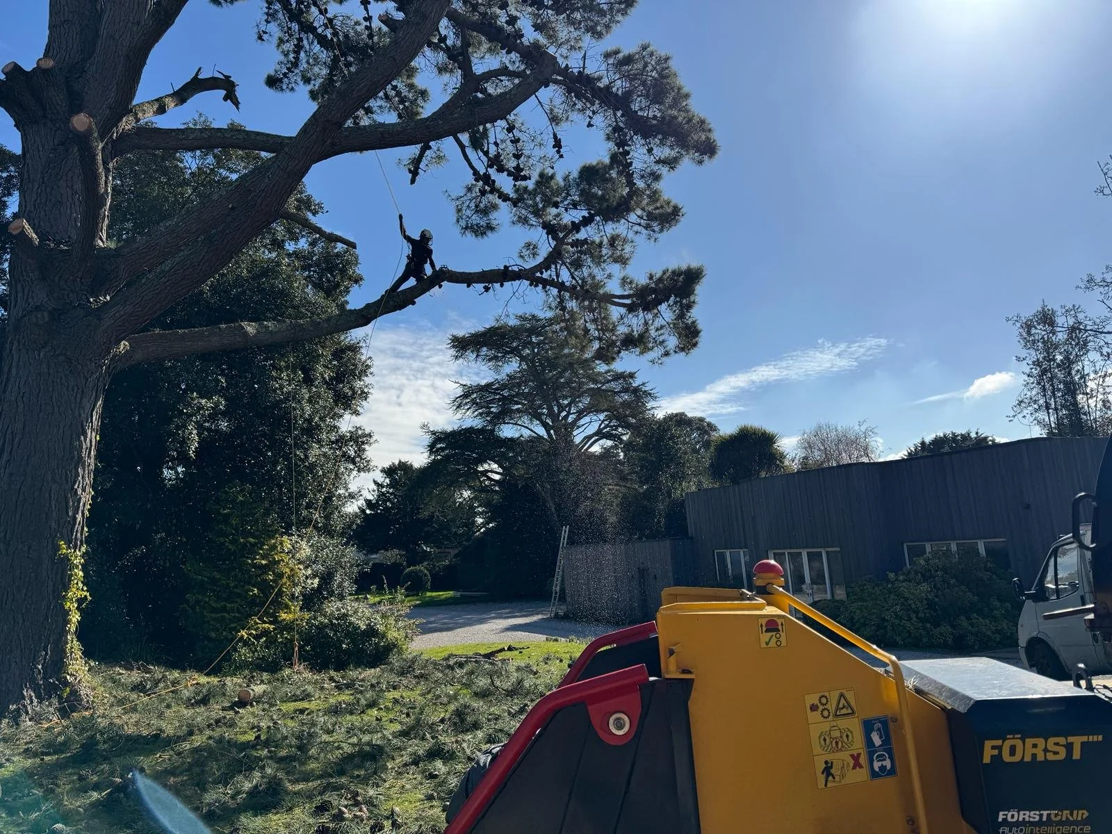 Tree trimming in progress using a lift, worker cutting branches from tall tree under clear blue sky