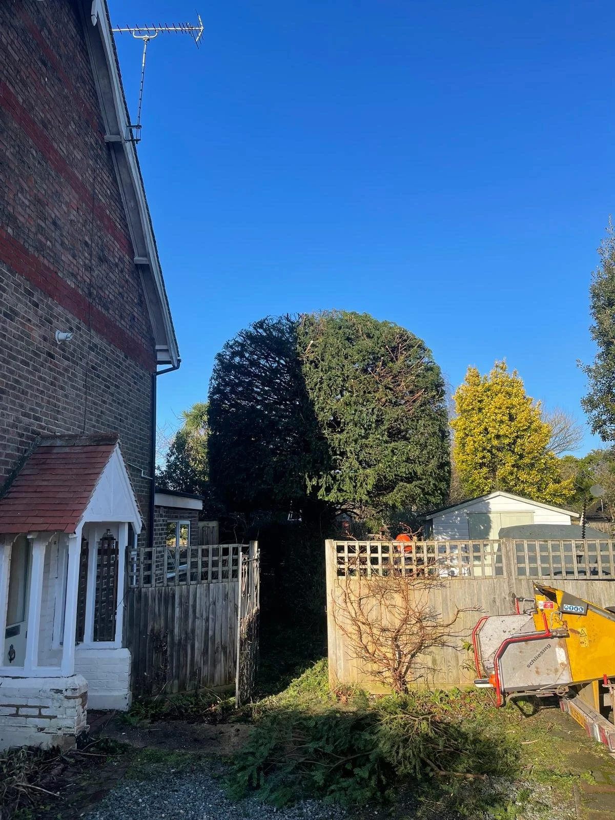 A backyard with a large, round tree and a smaller tree with yellow leaves, enclosed by wooden fences. Part of a brick house with a TV antenna on the roof and a small white garden shed are visible in the scene, along with a wheelbarrow and other garden tools on the ground.