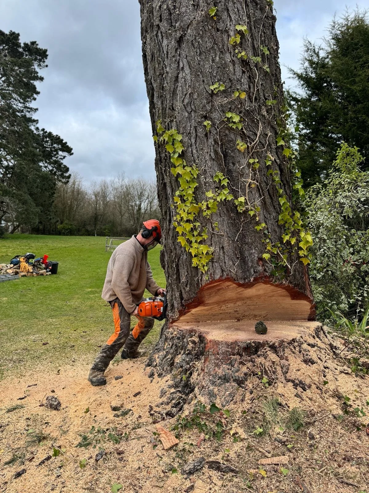 A person cutting down a large tree with an orange chainsaw in an open grassy area during the daytime. The tree has been partially cut, revealing a large hollow section.