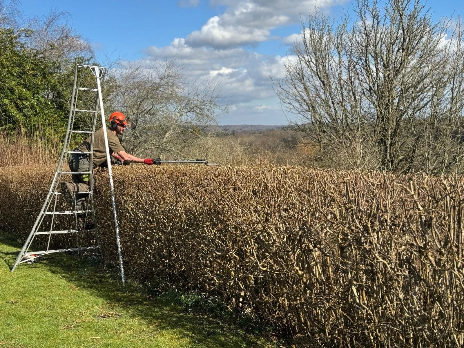A man on a ladder trimming a hedge with a long pole trimmer in an outdoor setting with trees and a blue sky.