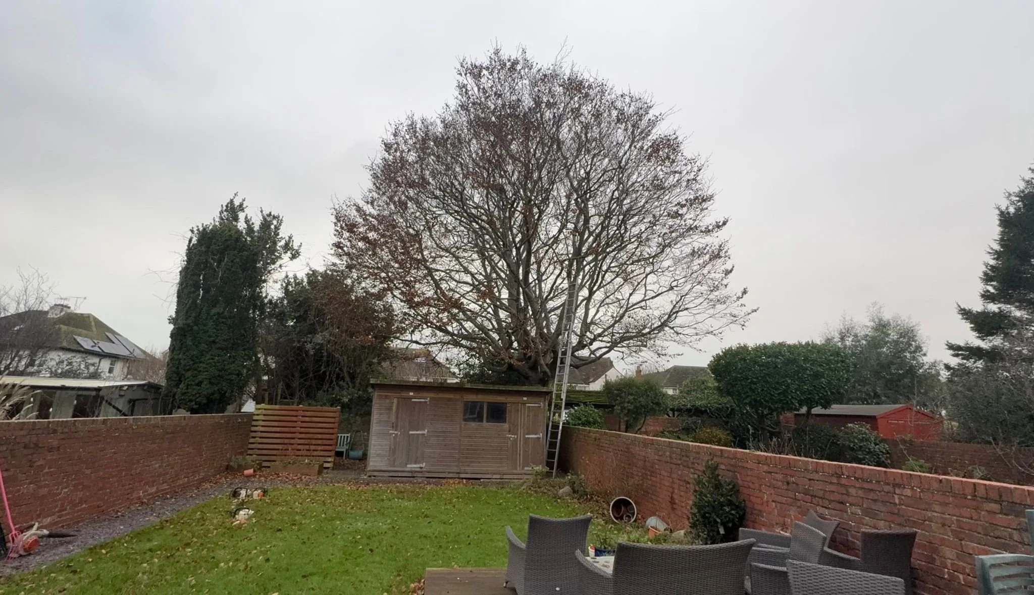 A backyard with a large leafless tree, a wooden shed, and patio furniture on a cloudy day.