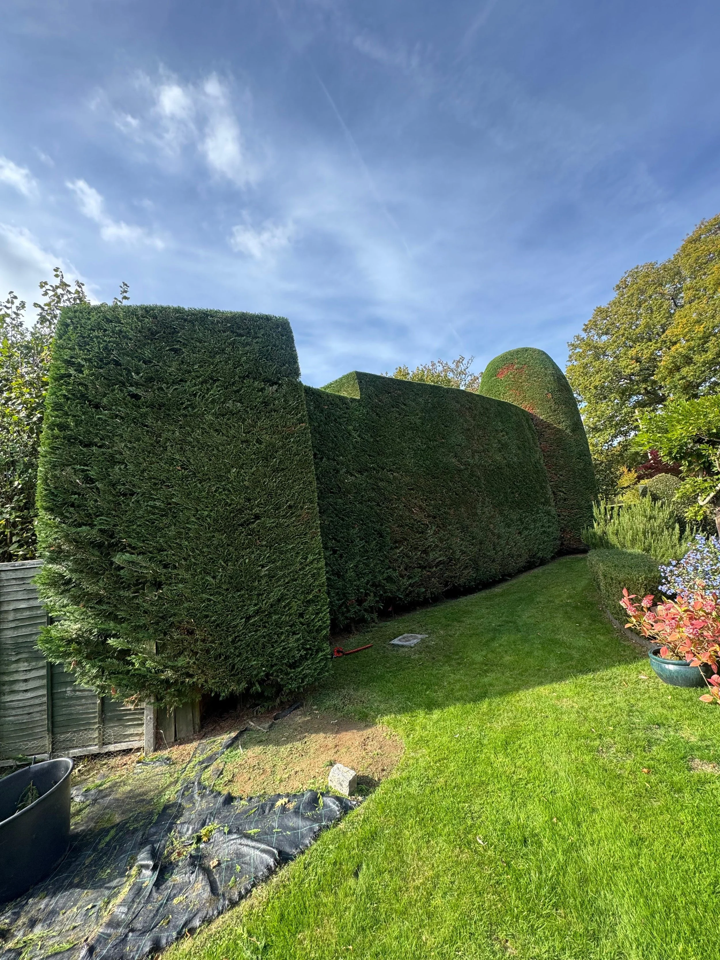 Well-maintained garden with large, neatly trimmed hedges, green grass, and colorful potted plants under a clear blue sky.