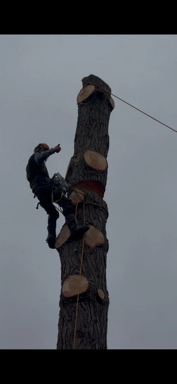 A worker climbing and cutting a tall tree trunk with a chainsaw, using safety gear.