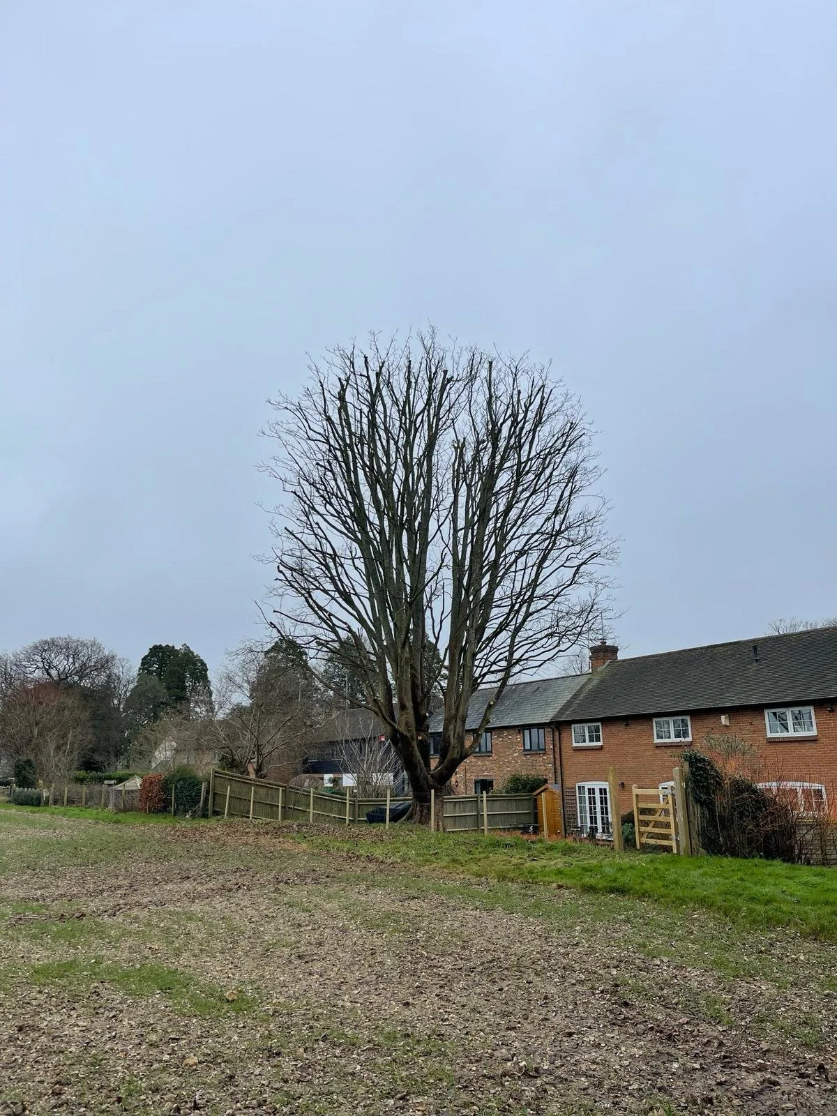 A yard with a tall, leafless tree in front of a red brick house. The yard has patches of grass and dirt, with a wooden fence and some shrubs.