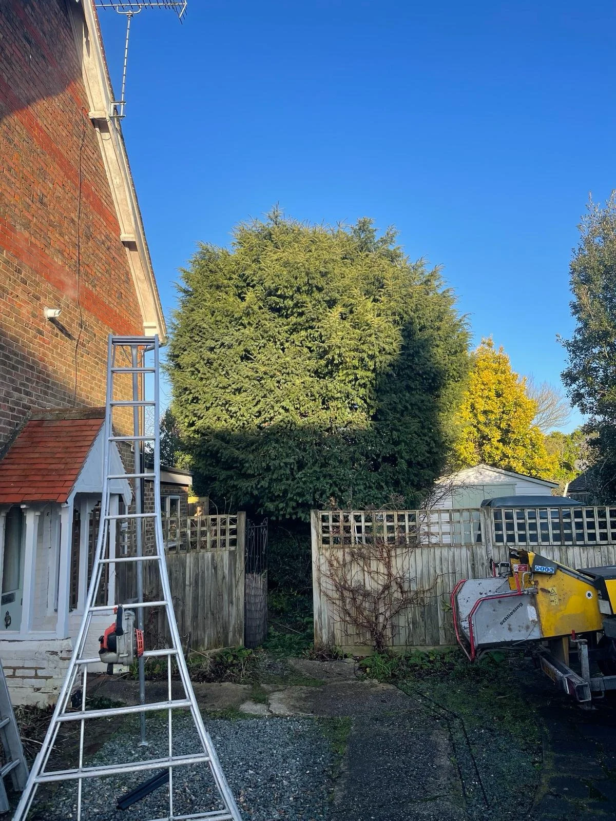 A backyard with a large green tree, wooden fences, a small white building, a tall metal ladder, and construction equipment on a gravel and concrete ground, under a clear blue sky.