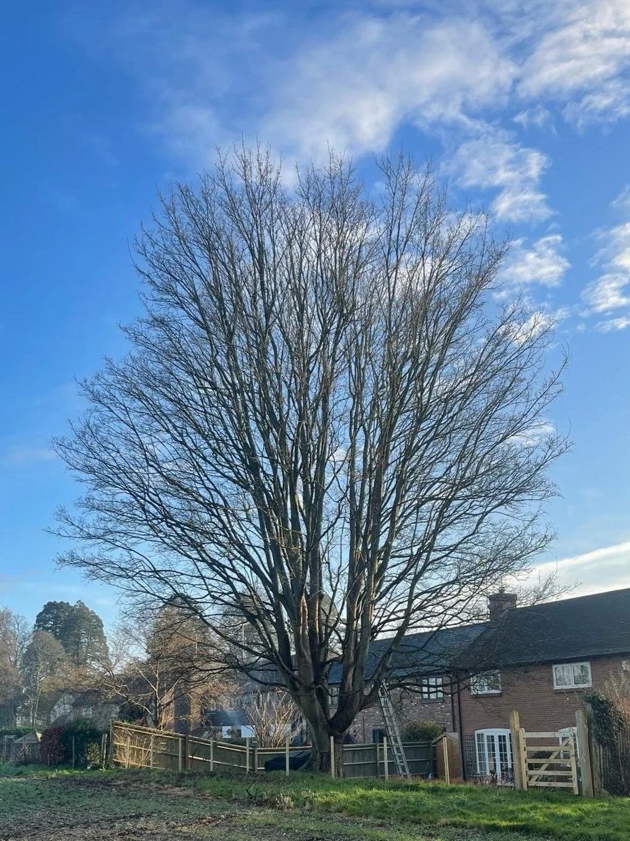 Large leafless tree in a backyard with a house, fence, and ladder, under a partly cloudy blue sky.