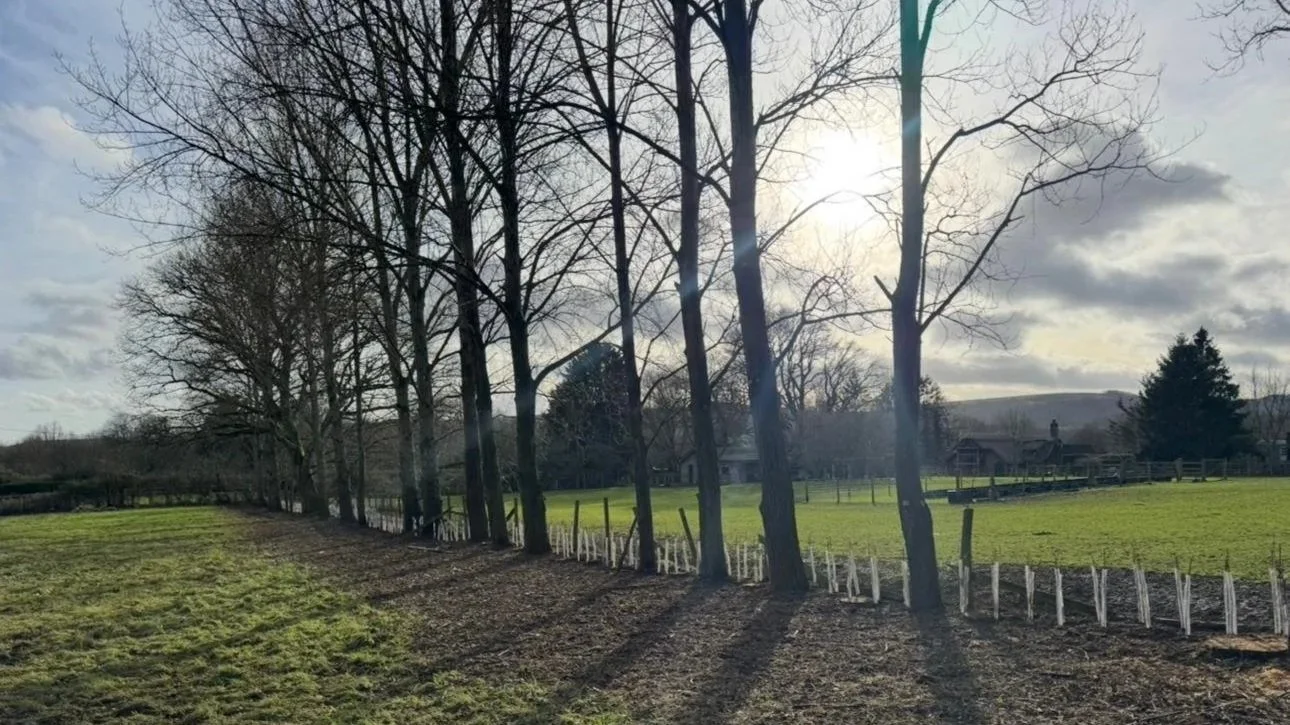 A rural landscape with leafless trees casting long shadows on the ground, a grassy field, and a partly cloudy sky with the sun shining through the trees.