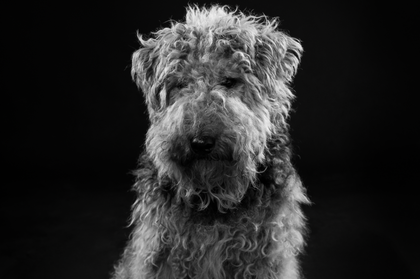 Black and white photo of a fluffy, curly-haired dog sitting against a dark background.